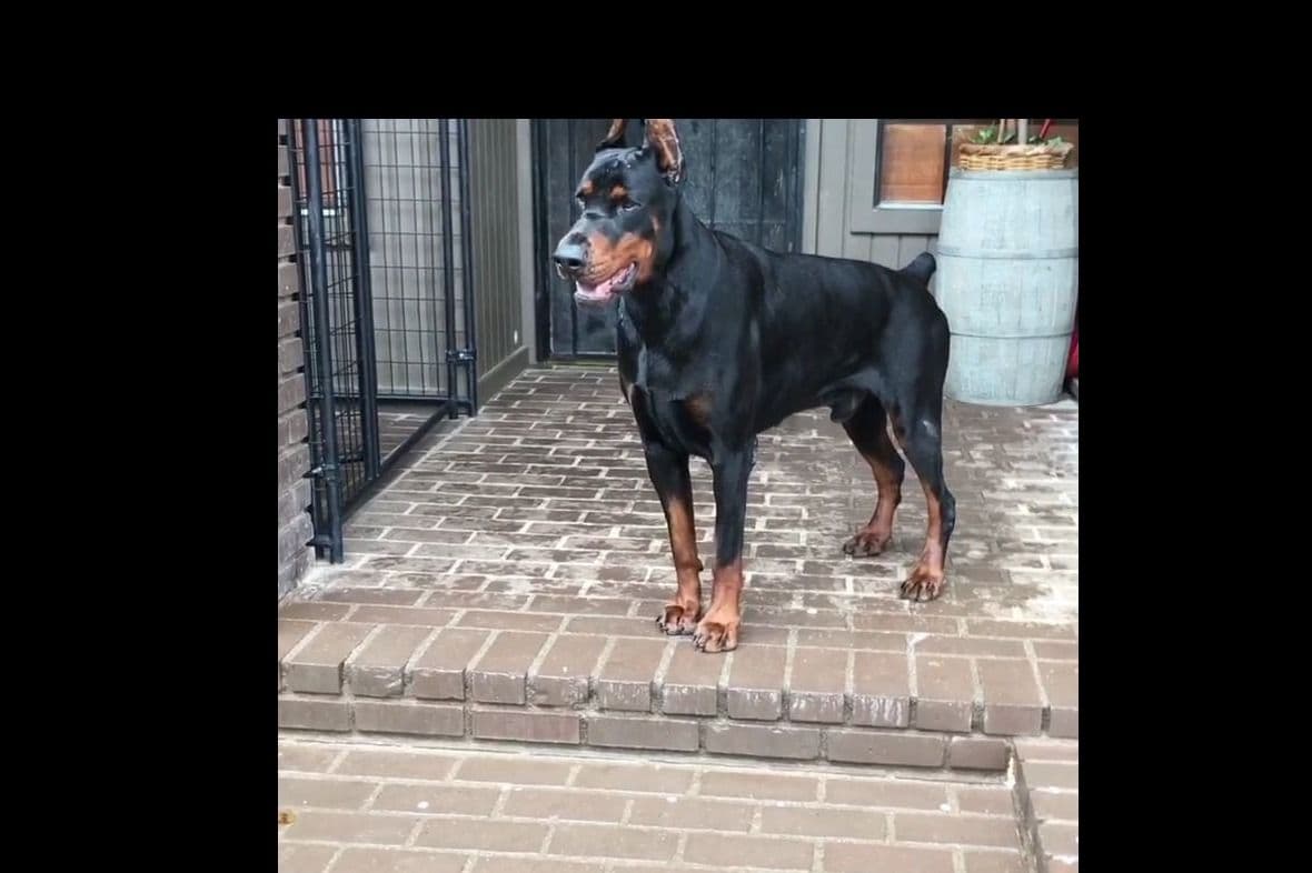 European Doberman Pinscher Puppies breeder image 31