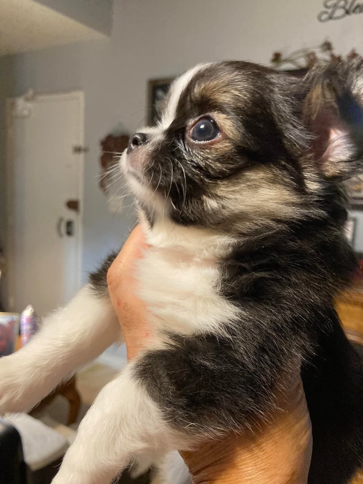 Chihuahua Puppies with European and champion bloodlines, 3 generation breeder image 4