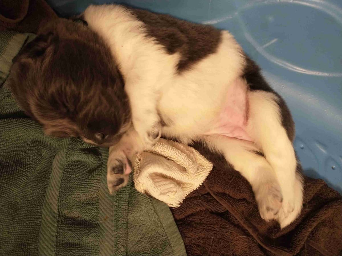 Newfoundland Puppies breeder image 5