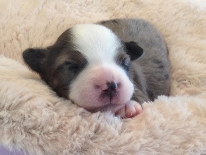 Miniature American Shepherd Puppies breeder image 1