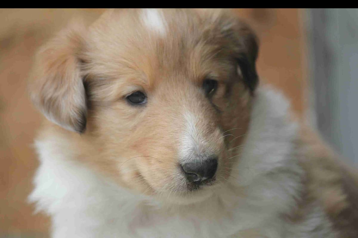 Purebred AKC Rough Collie Puppies - Availeble Now! breeder image 1
