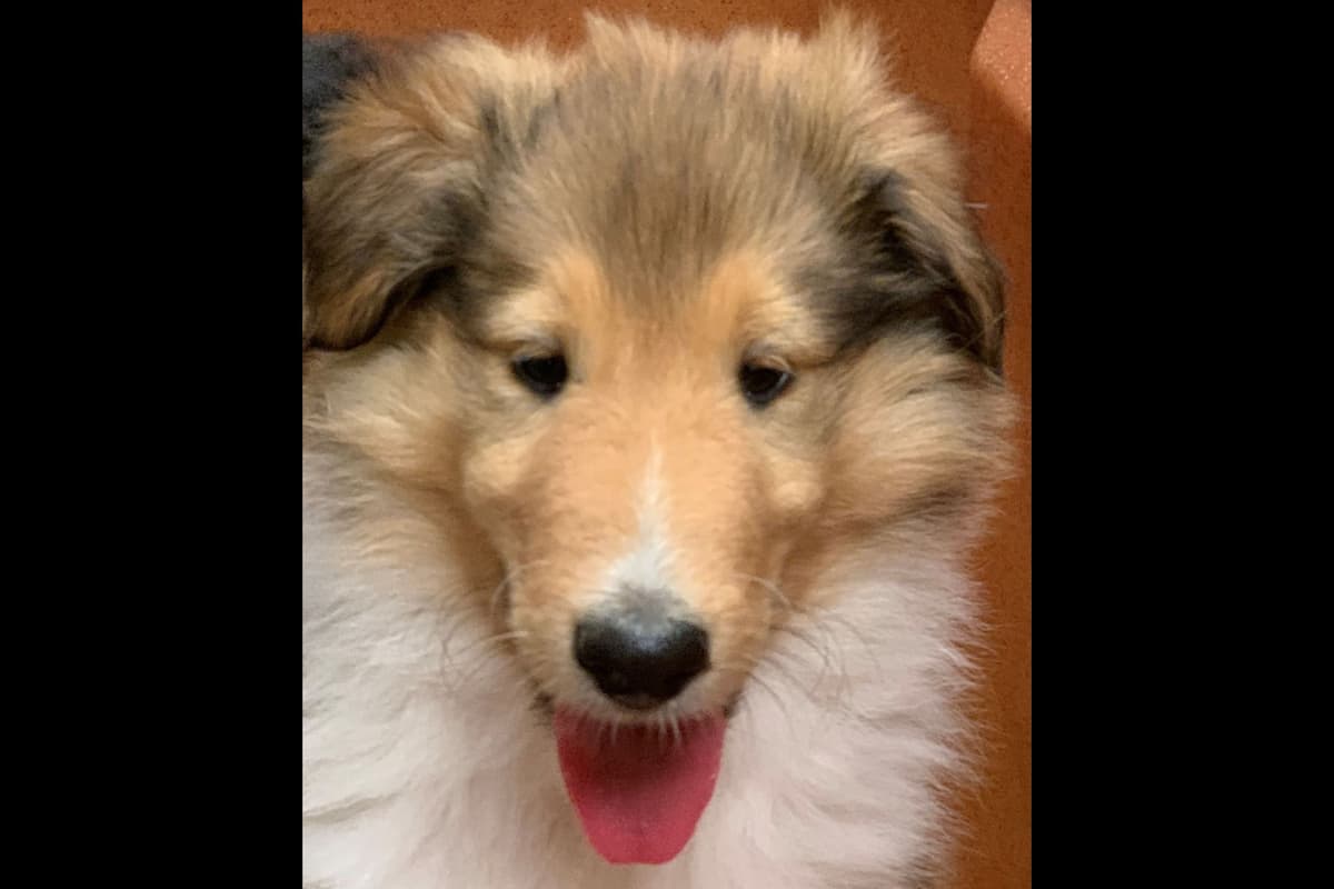 Purebred AKC Rough Collie Puppies - Availeble Now! breeder image 6
