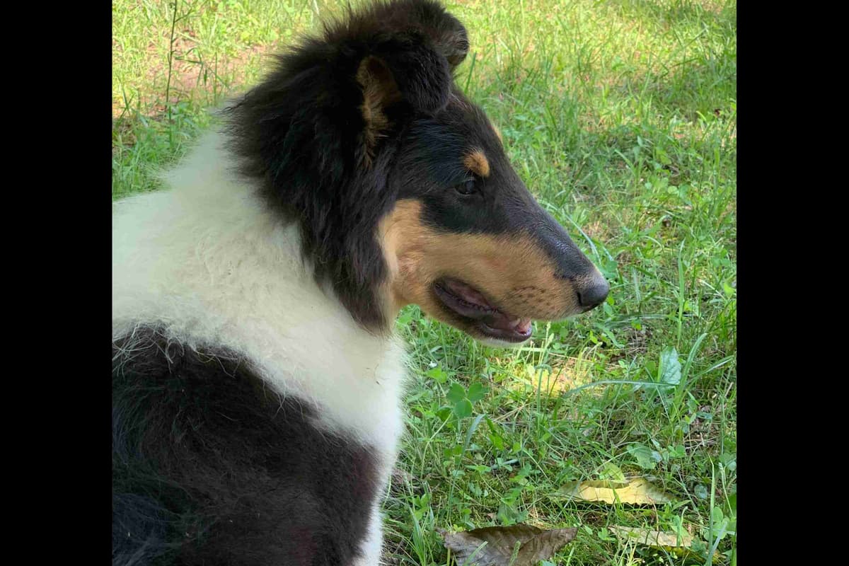 Purebred AKC Rough Collie Puppies - Availeble Now! breeder image 27