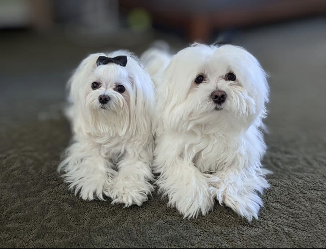 PUPPY AVAILABLE breeder image 1