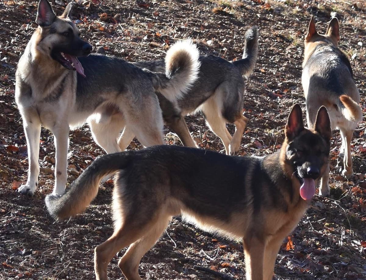 Black, Sable, Black&White German Shepherd puppies, DNA Health Tested breeder image 8