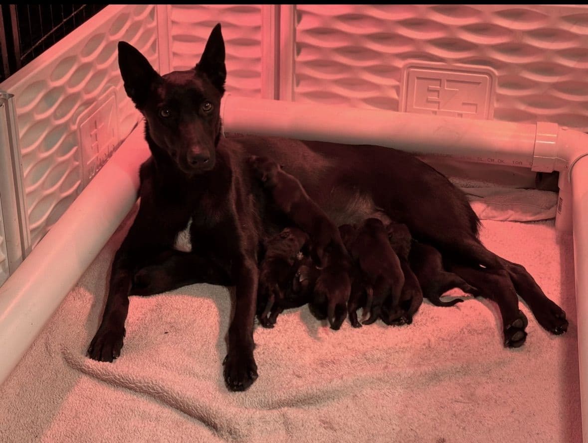 German Shorthaired Pointer Puppies breeder image 14