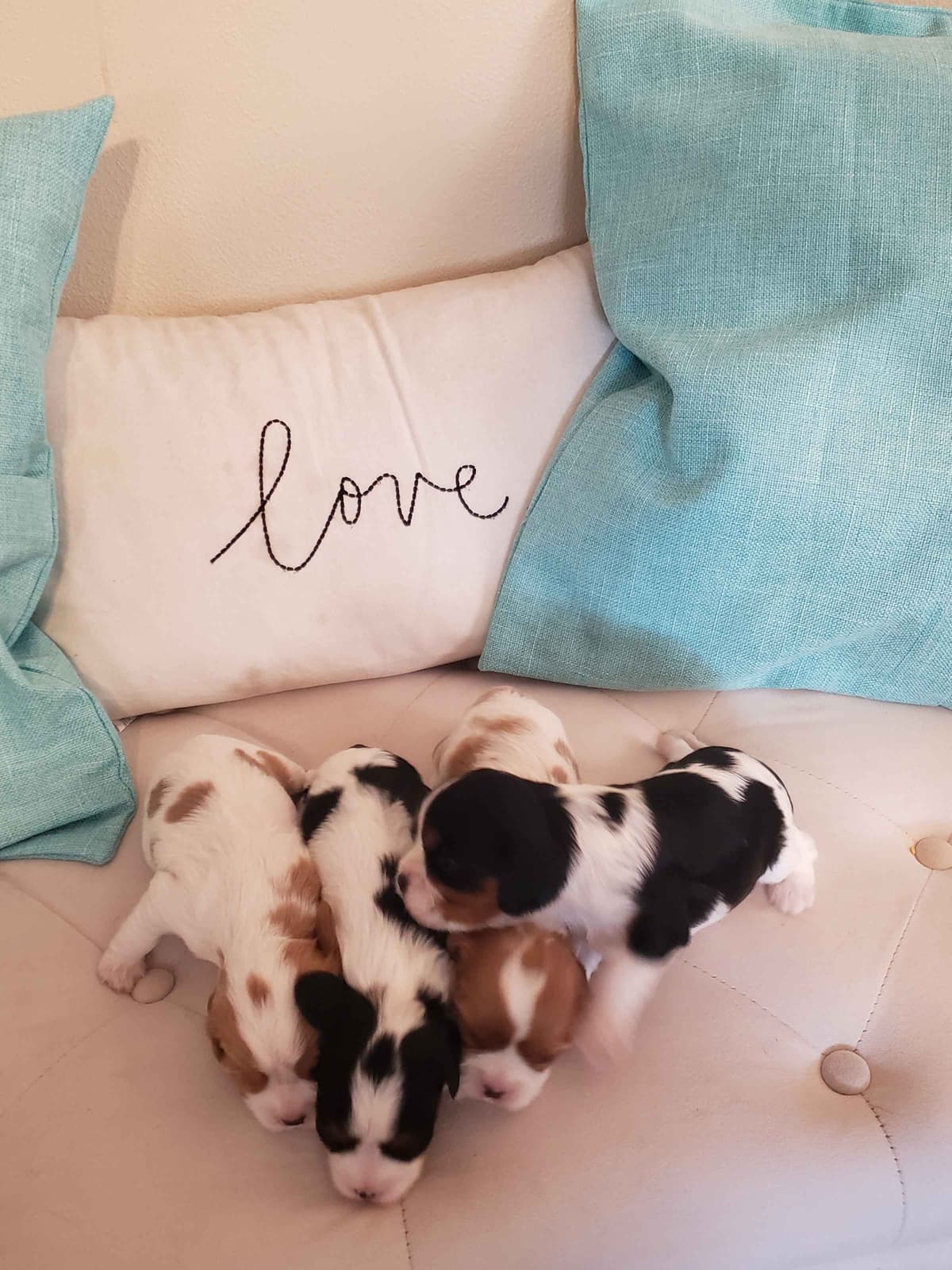 Cavalier King Charles Spaniel Puppies breeder image 11