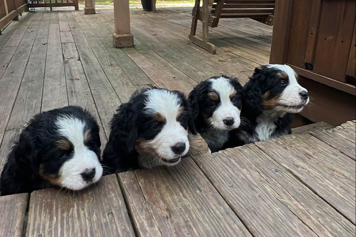 Bernese Mountain Dog Puppies call 1-631-767-2082 for more info breeder image 7