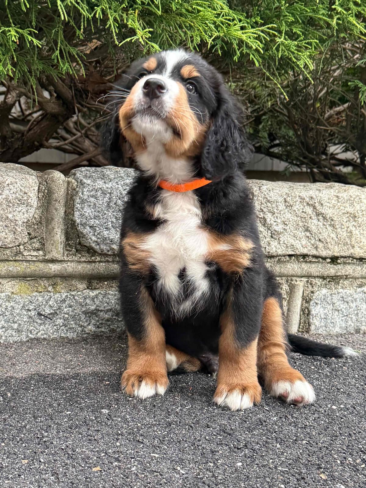 Bernese Mountain Dog Puppies call 1-631-767-2082 for more info breeder image 1