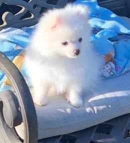 Pomeranian Puppies breeder image 5