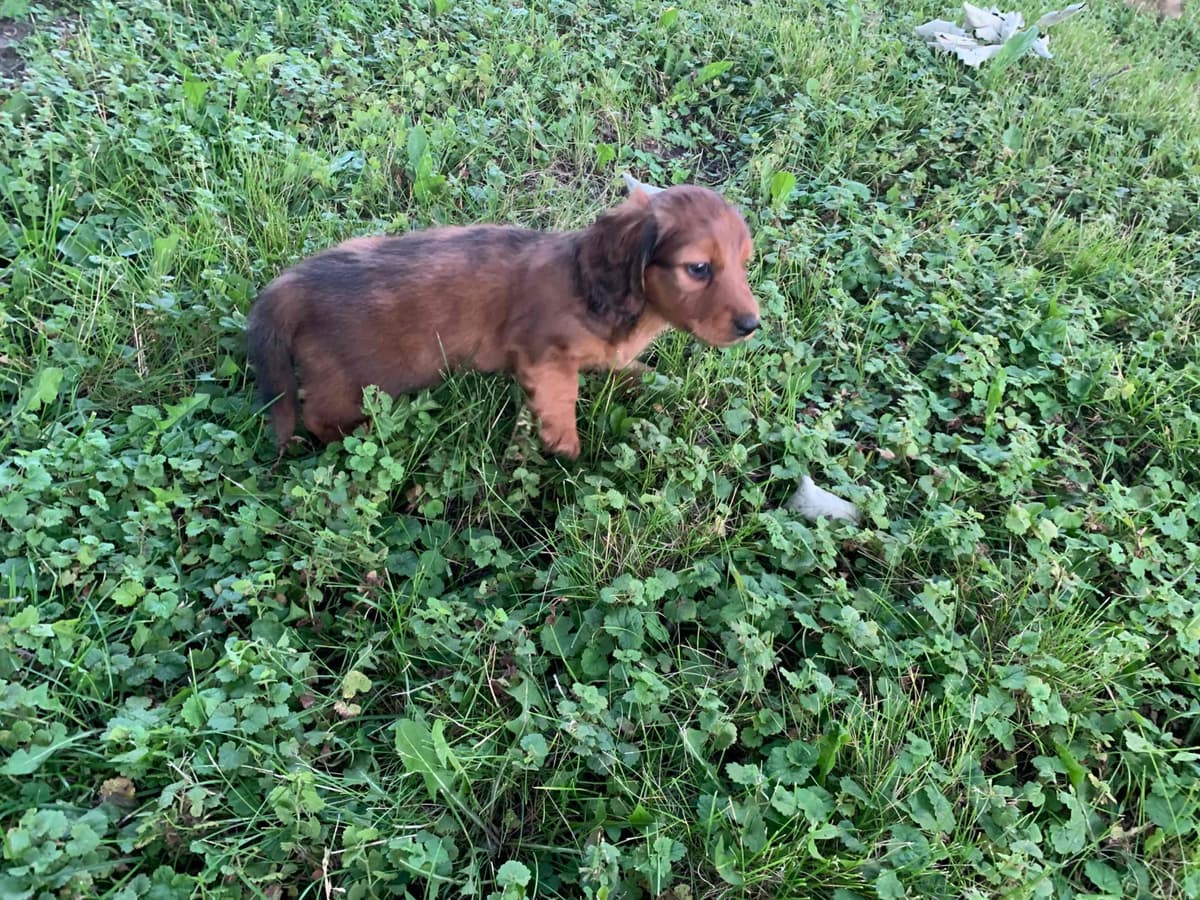 Dachshund Puppies breeder image 2