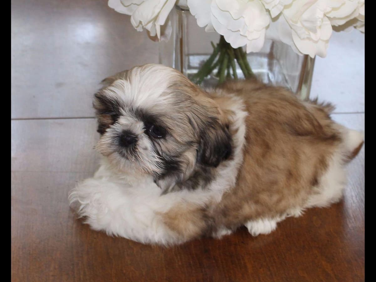 Shih Tzu Puppies breeder image 11
