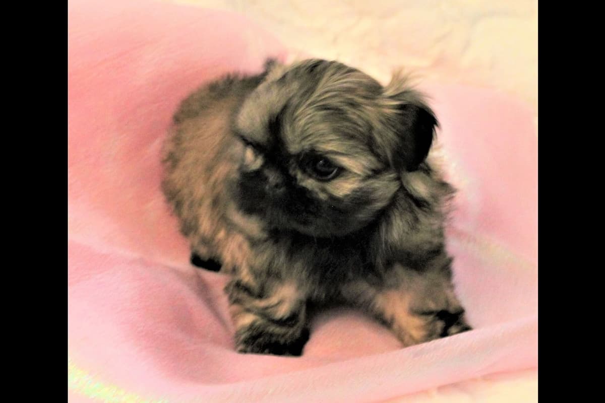 Shih Tzu Puppies breeder image 13