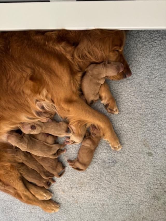 Golden Retriever Puppies born 6-2-2026 - Go home date 7-28-2026 breeder image 1