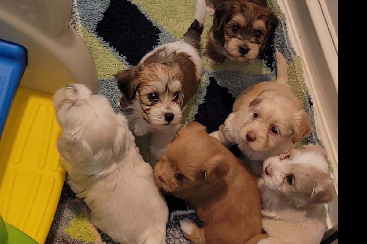 Havanese Puppies breeder image 2