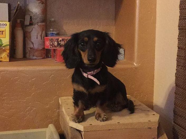 Mini Cream Dachshund Puppies breeder image 10