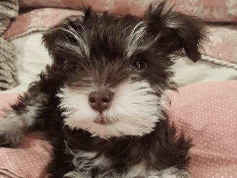 Miniature Schnauzer Puppies breeder image 26