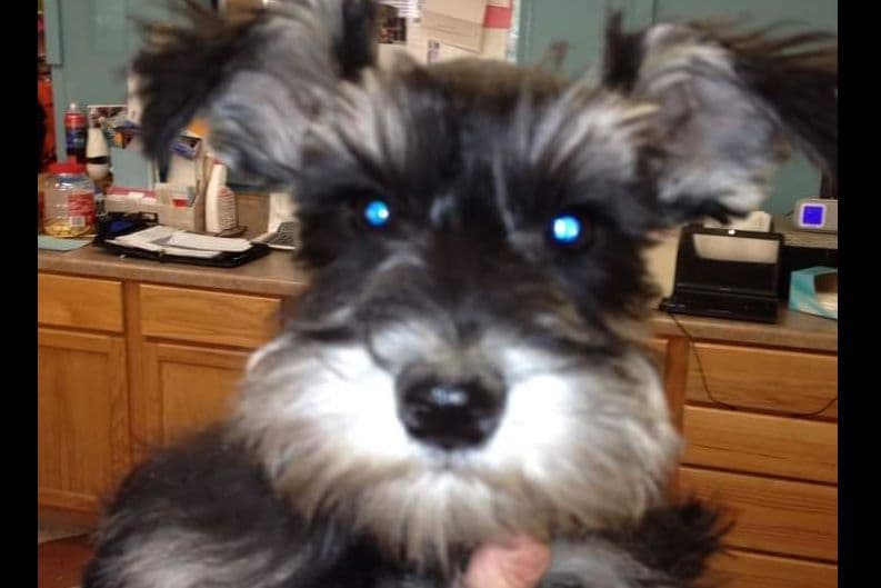 Miniature Schnauzer Puppies breeder image 23
