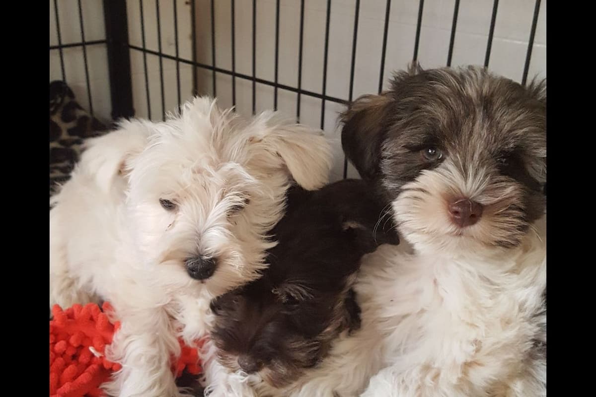 Miniature Schnauzer Puppies breeder image 1