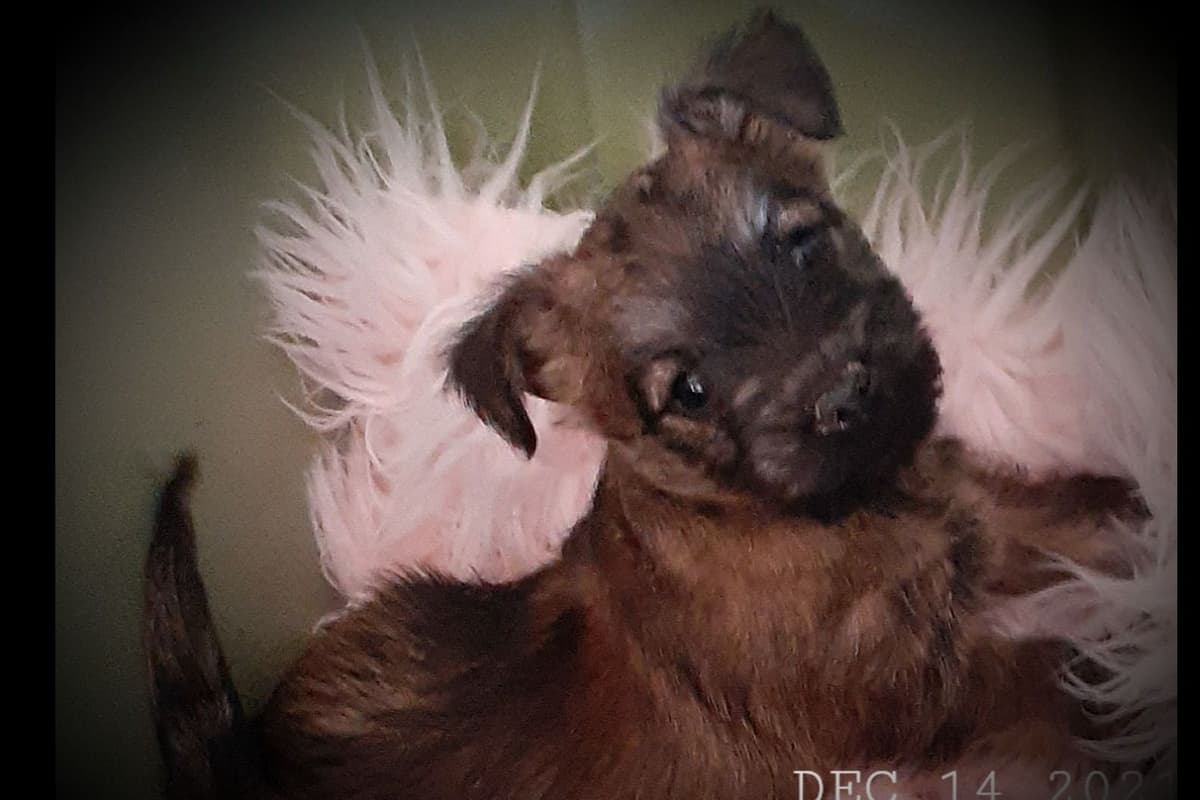 Cairn Terrier Puppies breeder image 11