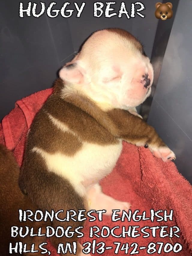 English Bulldog Puppies CH. bloodline breeder image 18