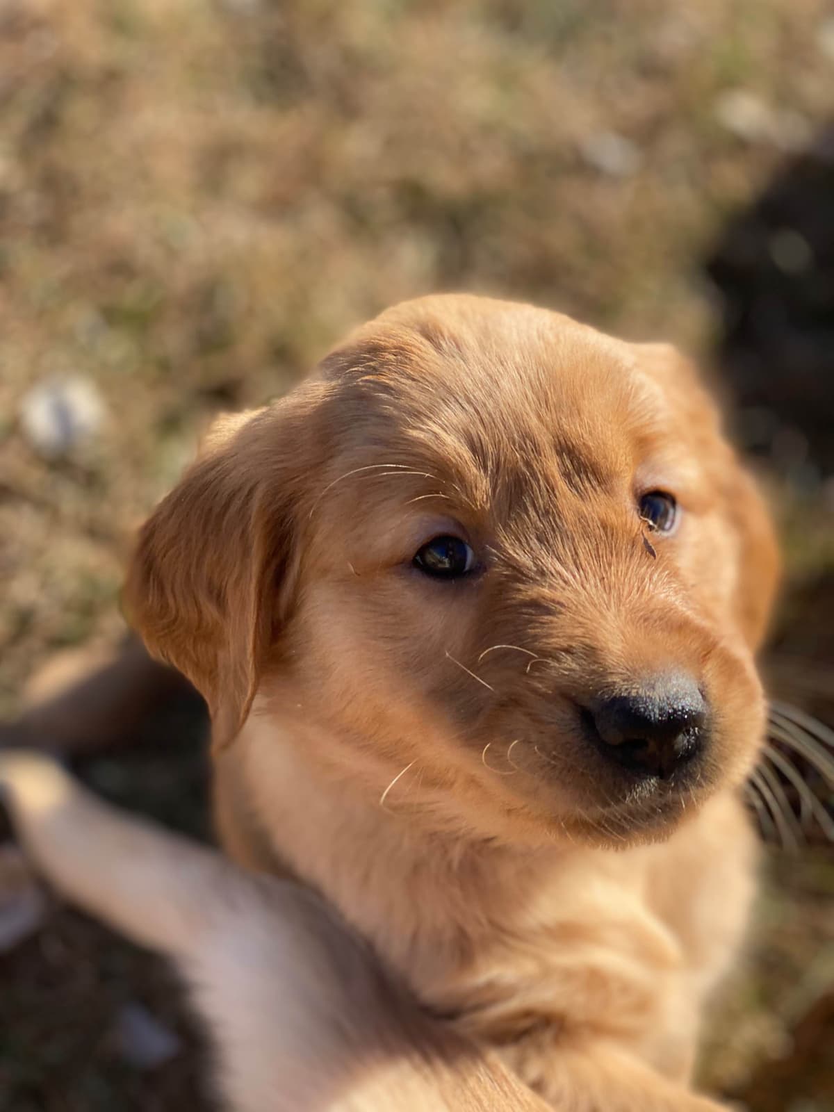 White Oak Retriever Golden Retriever Puppies breeder image 6