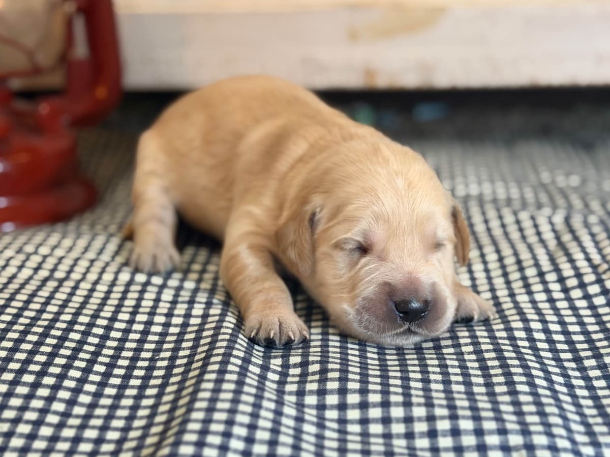 White Oak Retriever Golden Retriever Puppies breeder image 19