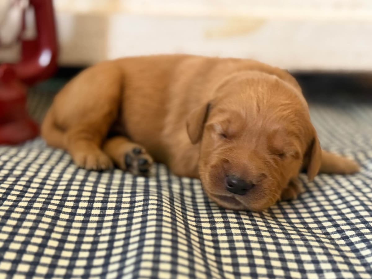 White Oak Retriever Golden Retriever Puppies breeder image 17