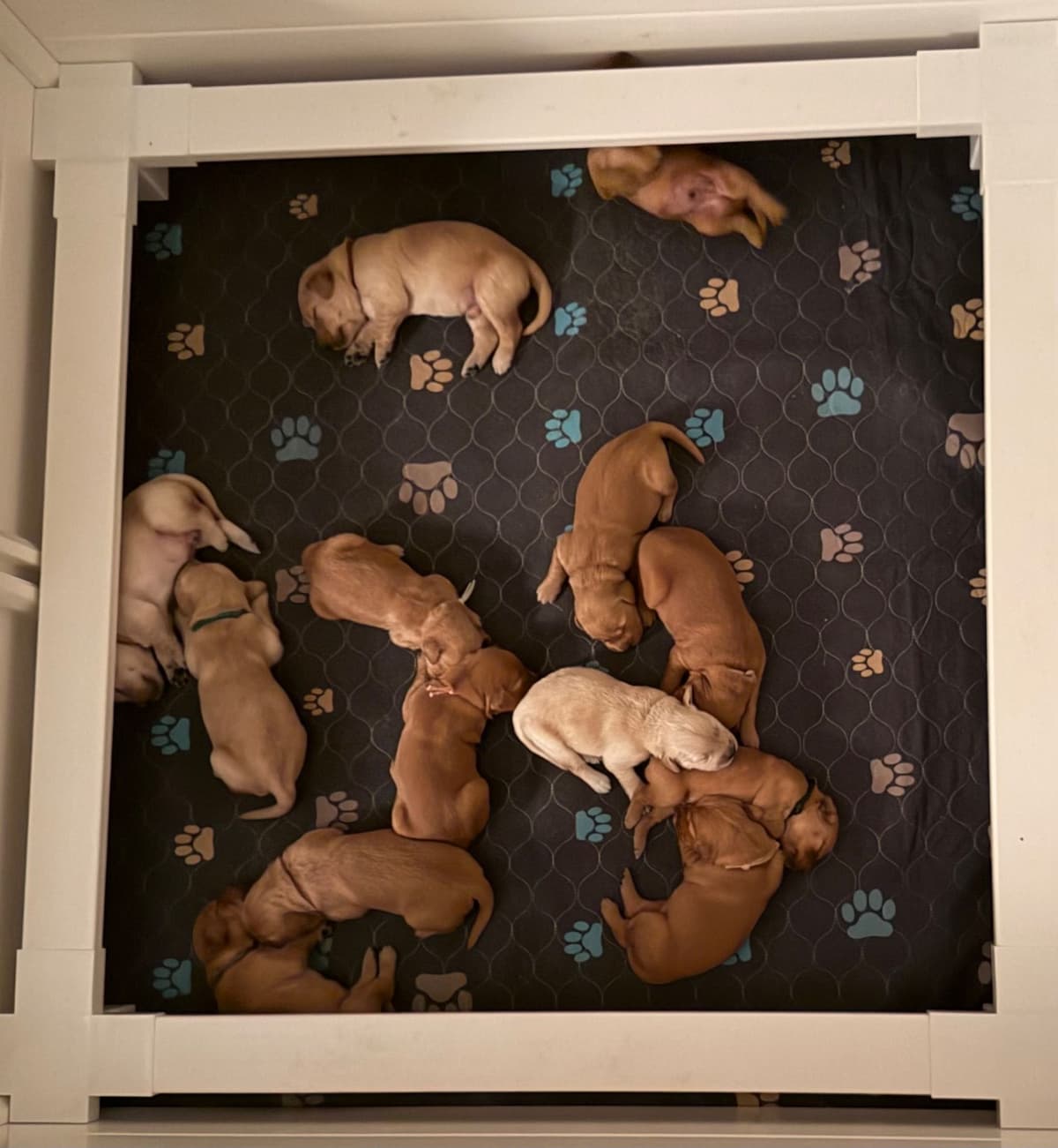 White Oak Retriever Golden Retriever Puppies breeder image 22