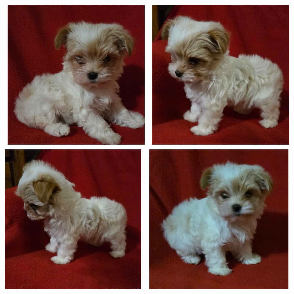 Yorkshire Terrier Puppies breeder image 2