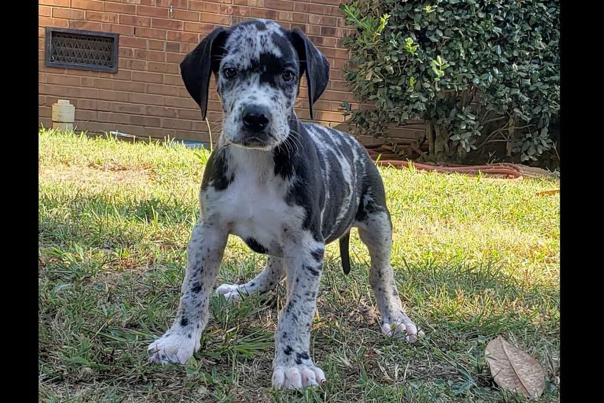 Great Dane Puppies breeder image 16
