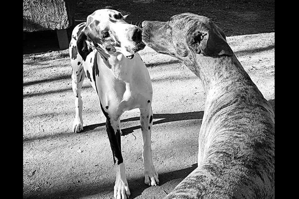Great Dane Puppies breeder image 19
