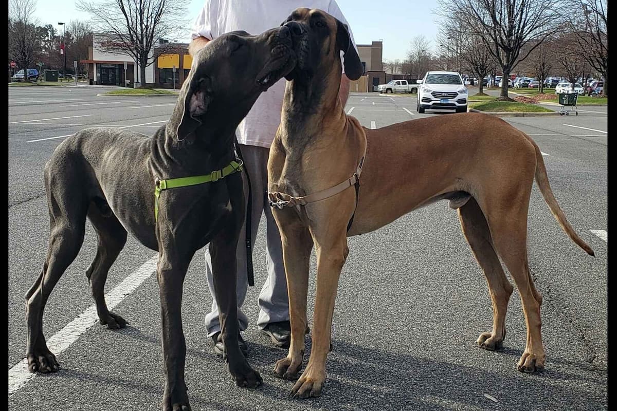 Great Dane Puppies breeder image 23