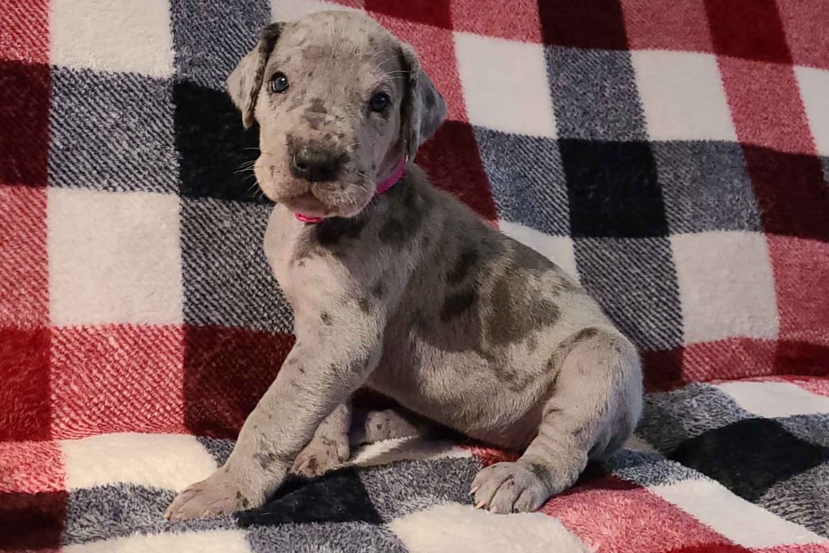 Great Dane Puppies breeder image 27