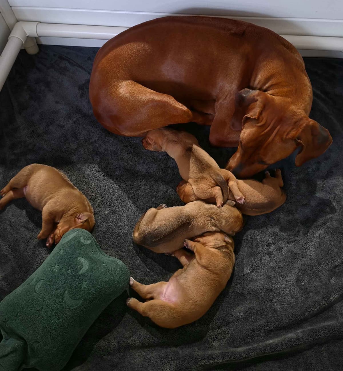 Rhodesian Ridgeback Puppies breeder image 2