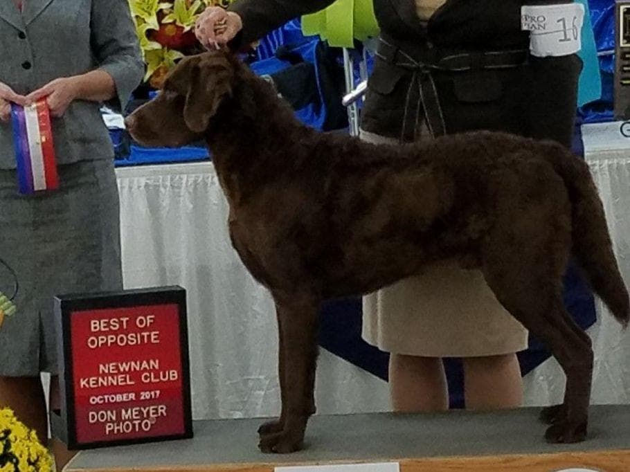 Chesapeake Bay Retriever Puppies breeder image 2
