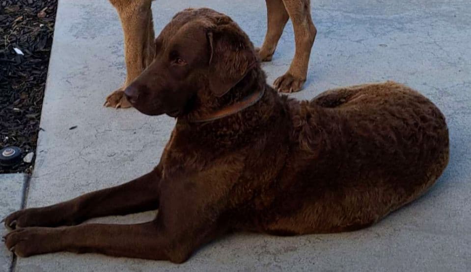 Chesapeake Bay Retriever Puppies breeder image 14