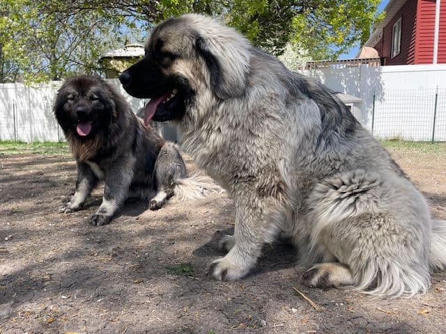 Caucasian Shepherd Dog Puppies breeder image 6