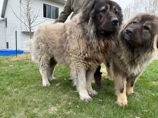 Caucasian Shepherd Dog Puppies breeder image 11