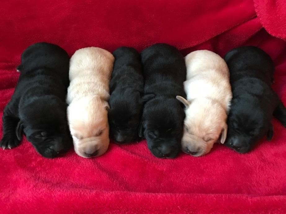 Labrador Retriever Puppies breeder image 3