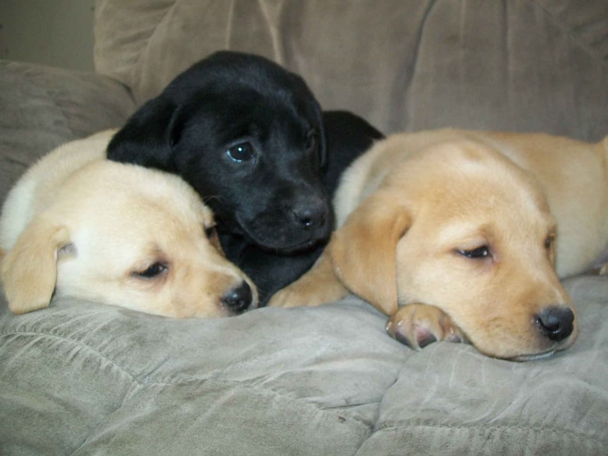 Labrador Retriever Puppies breeder image 9