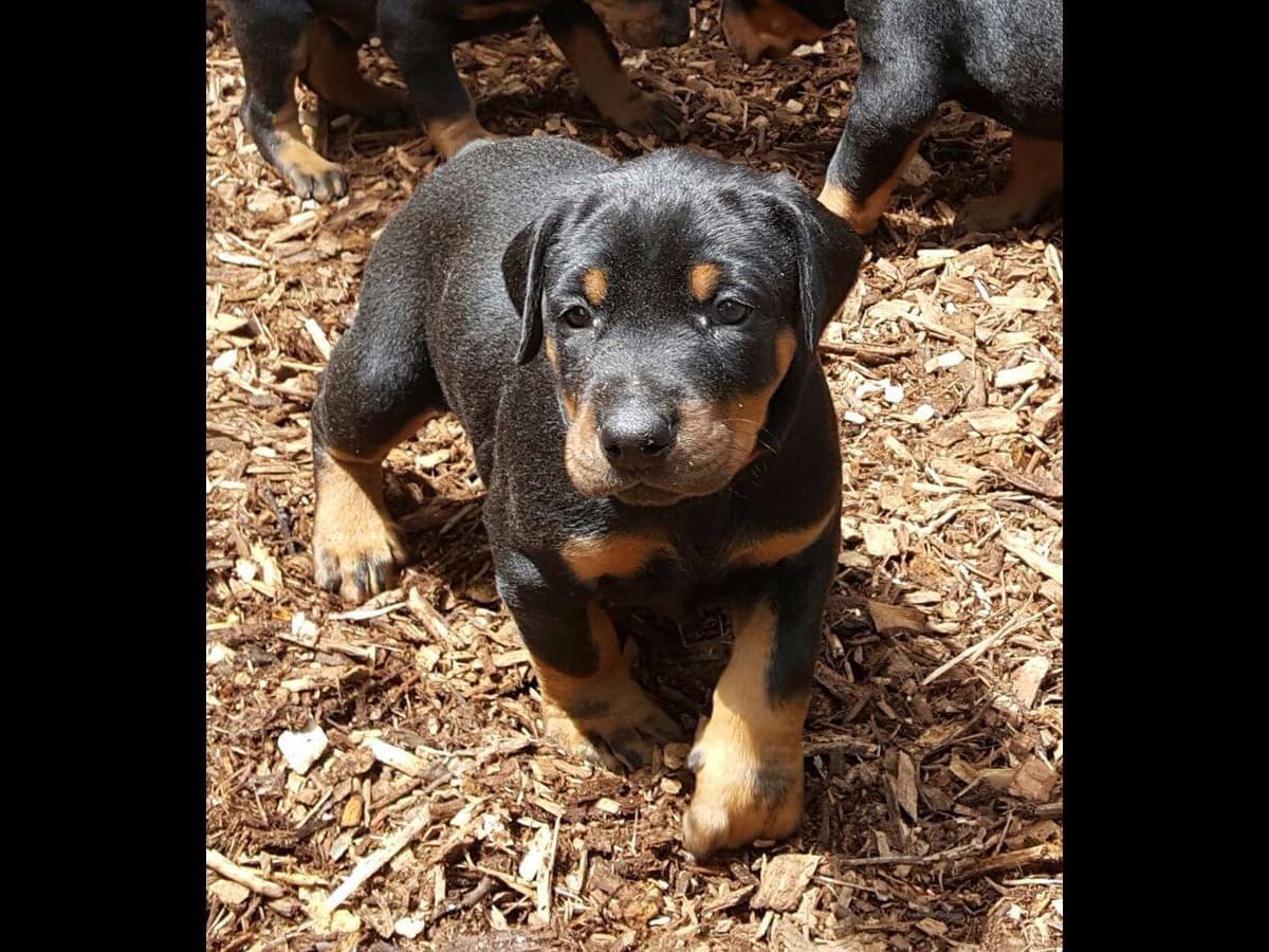 Doberman Pinscher Puppies breeder image 3