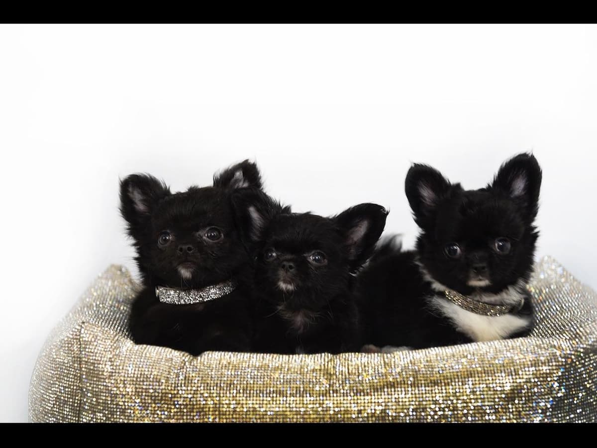 Chihuahua Puppies breeder image 27
