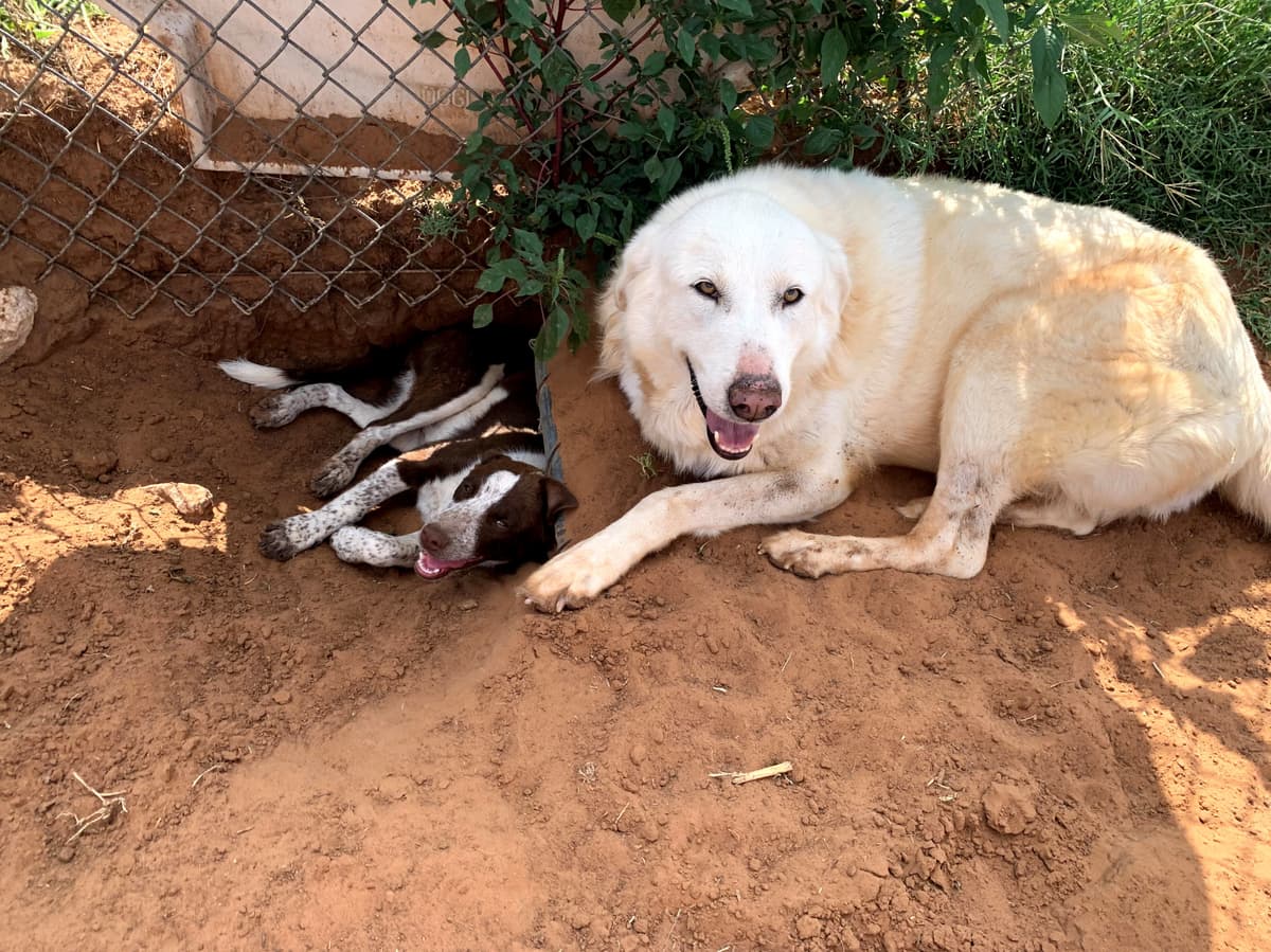 Ava breeder image 3