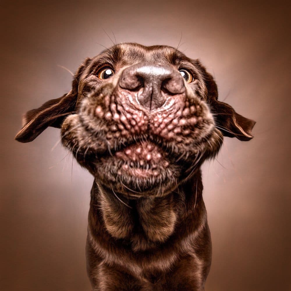 Brandy breeder image 1