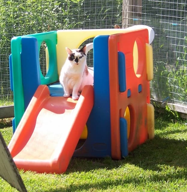 Chyna - very smart! breeder image 3
