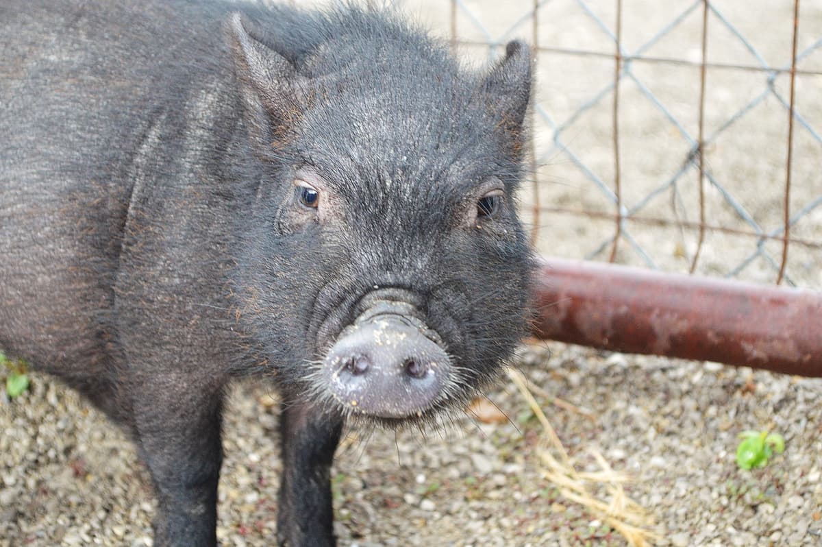 Brennan breeder image 1