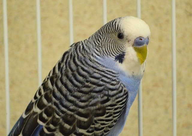 Brennan breeder image 3