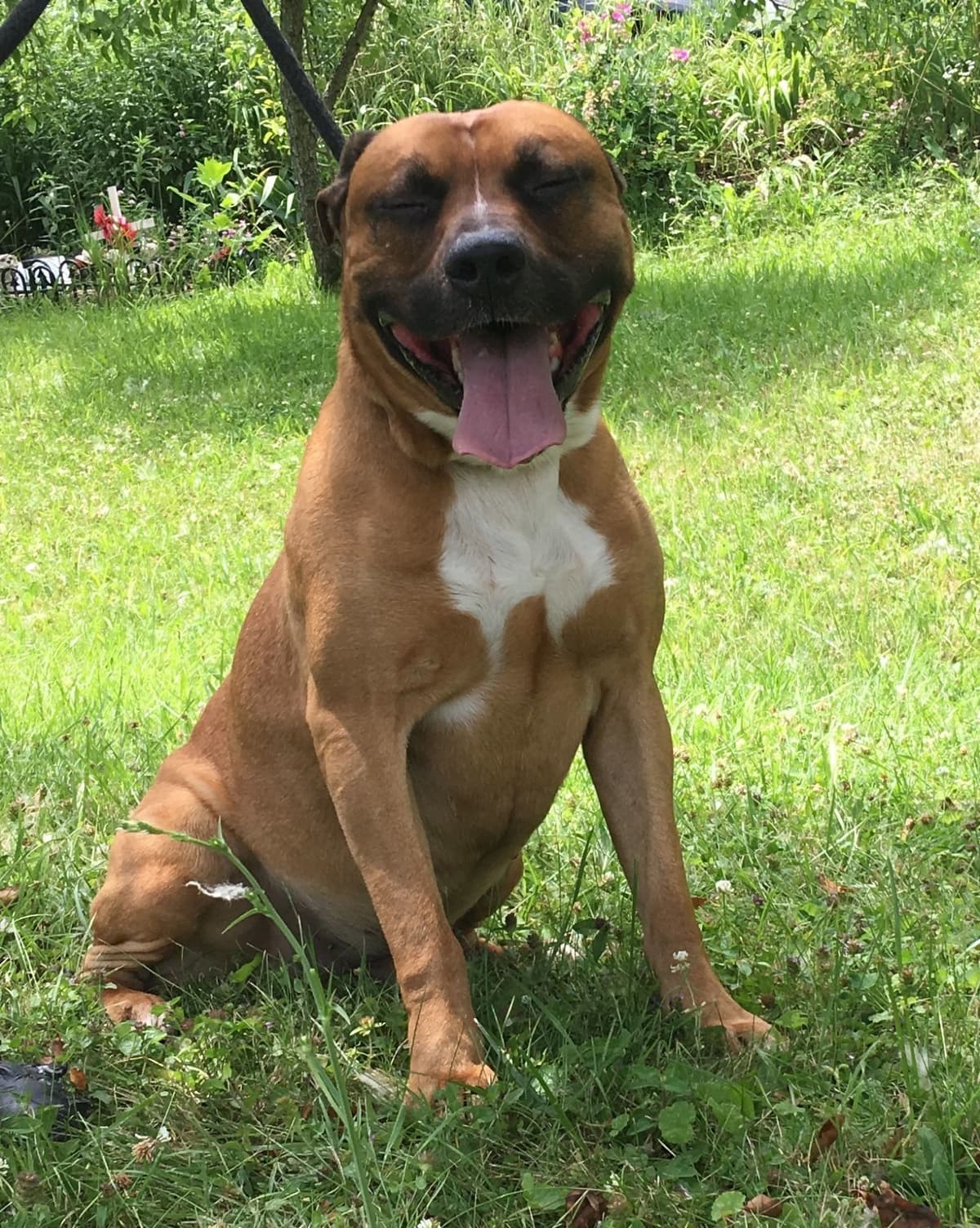 Shelby breeder image 1