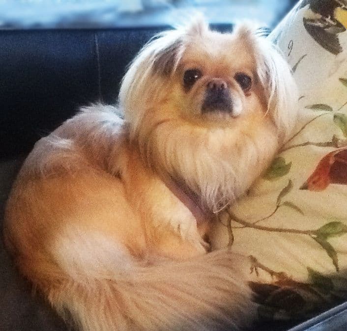 Dia Peke-Tzu breeder image 3